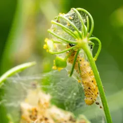 Parsnip Webworm thumbnail 2