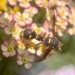 Vertical potter wasp thumbnail 1