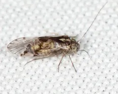 Hyalopsocus floridanus thumbnail 2
