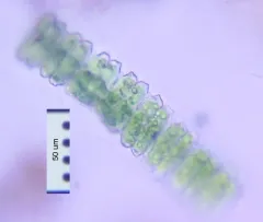 Desmidium swartzii thumbnail 2