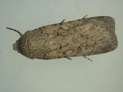Euxoa choris thumbnail 1