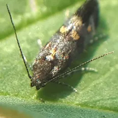 Orache Leafminer Moth thumbnail 3