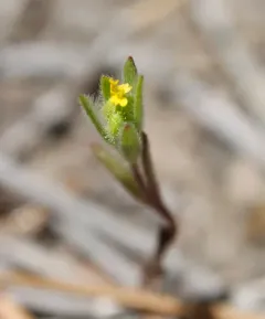 small tarweed thumbnail 2