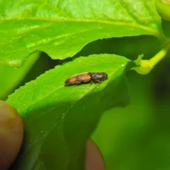 Idolus occidentalis thumbnail 3