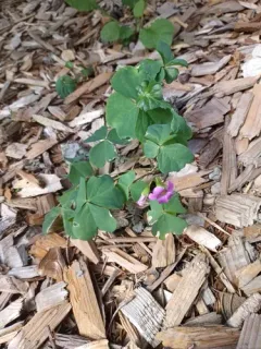 Largeflower pink-sorrel thumbnail 3