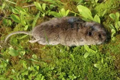 North American Water Vole thumbnail 3
