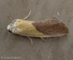 Half-yellow Moth thumbnail 4