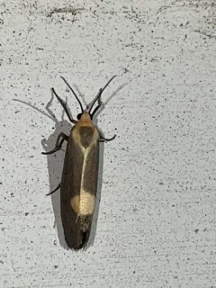 Lead-colored Lichen Moth thumbnail 3