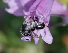 Anthophora ursina thumbnail 4