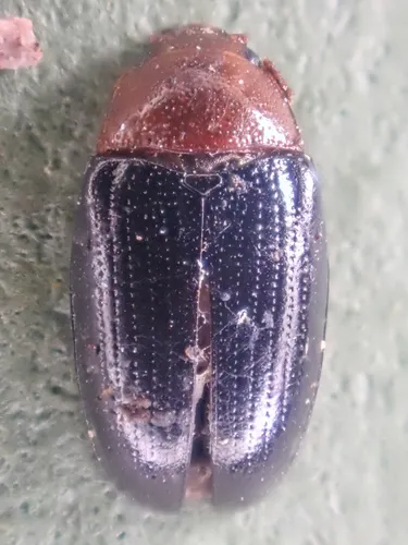 Triplax californica