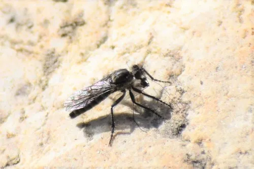 Lasiopogon hinei