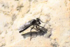 Lasiopogon hinei thumbnail 1