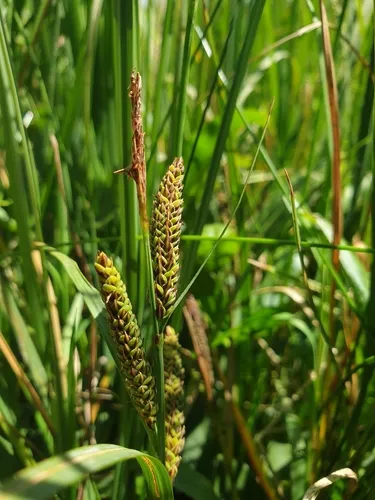 swinging sedge