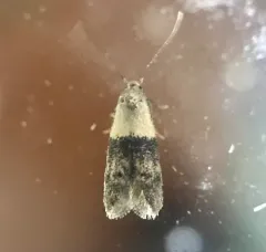 Pigritia laticapitella thumbnail 4