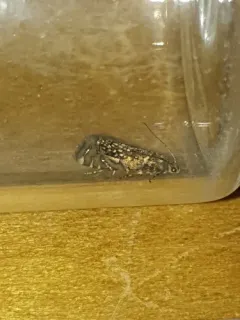 Glyphipterix quadragintapunctata thumbnail 2