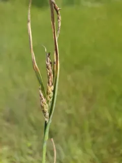 saltmarsh sedge thumbnail 2