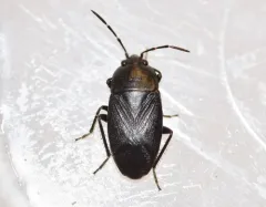 Umbrose Seed Bug thumbnail 2