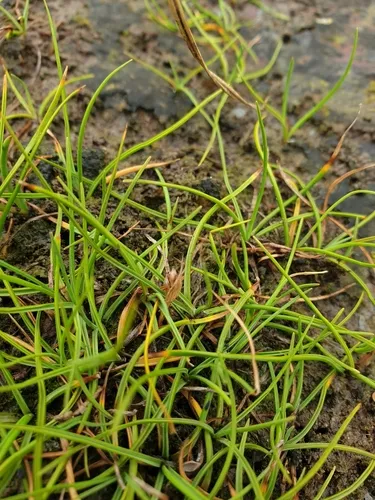 Hoppner's sedge