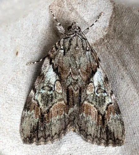 Wonderful Underwing