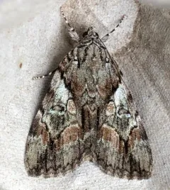 Wonderful Underwing thumbnail 1