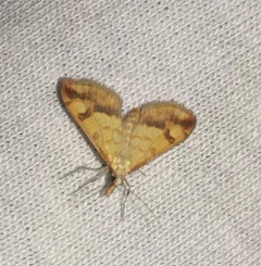 Choristostigma plumbosignalis thumbnail 2