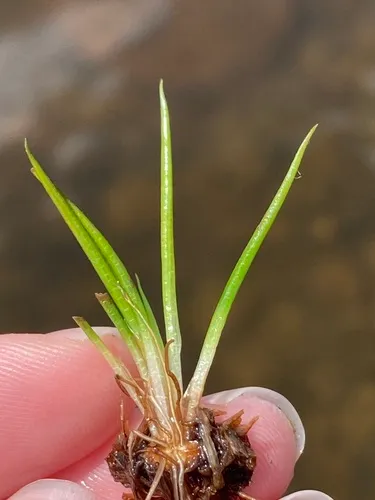 Green Mountain quillwort
