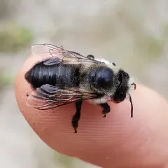Black-and-gray Leafcutter Bee thumbnail 2