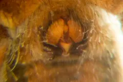 Pardosa fuscula thumbnail 4