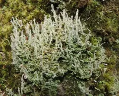 Bighorn Lichen thumbnail 3