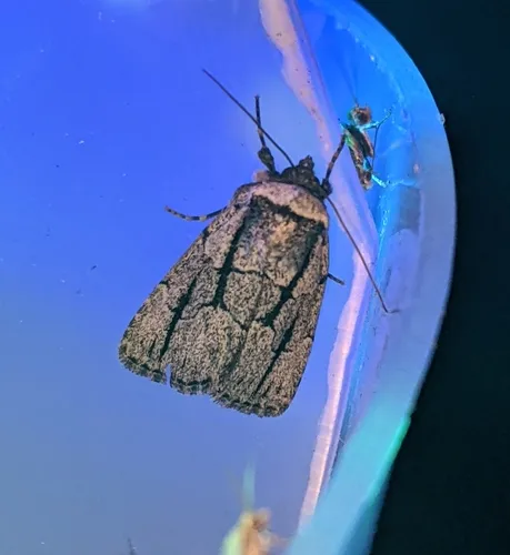 Sympistis dinalda