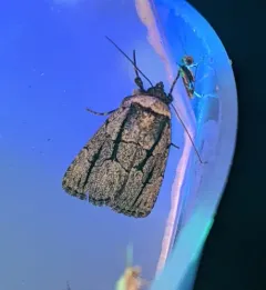 Sympistis dinalda thumbnail 1