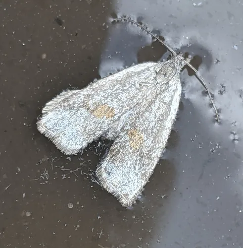 Hystrichophora asphodelana