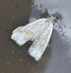 Hystrichophora asphodelana thumbnail 1