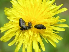 Dandelion Anthaxia Beetle thumbnail 2