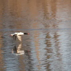 Common Merganser thumbnail 2