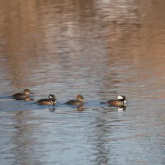 Hooded Merganser thumbnail 3