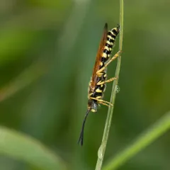 Five-banded Thynnid Wasp thumbnail 4