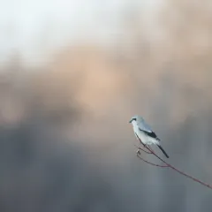 Northern Shrike thumbnail 3