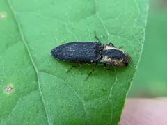 Disk-shaped Click Beetle thumbnail 3