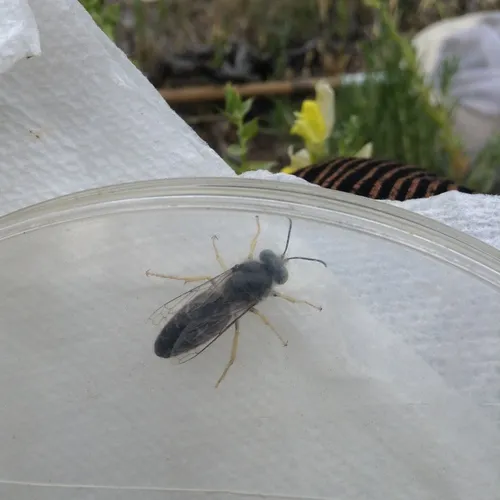Bembix amoena