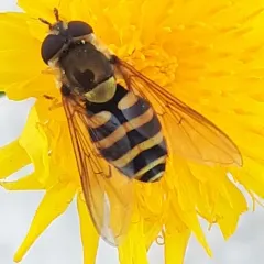 Common Flower Fly thumbnail 3