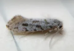 Brown-spotted Diachorisia Moth thumbnail 1