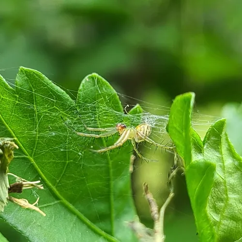 lined orbweaver