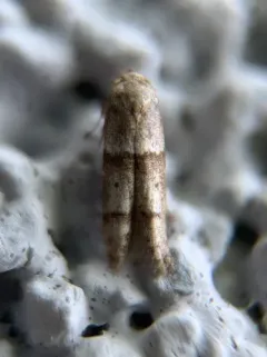 Blastobasis pulchella thumbnail 1