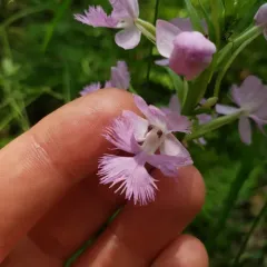 Greater Purple Fringed Orchid thumbnail 2