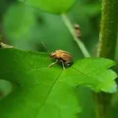 Grape Colaspis thumbnail 2