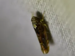 Scaphoideus pullus thumbnail 2