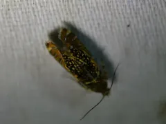 Glyphipterix quadragintapunctata thumbnail 3