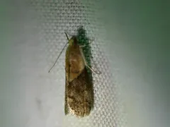 Mantled Acrobasis Moth thumbnail 1