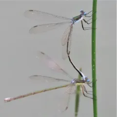 Swamp Spreadwing thumbnail 3